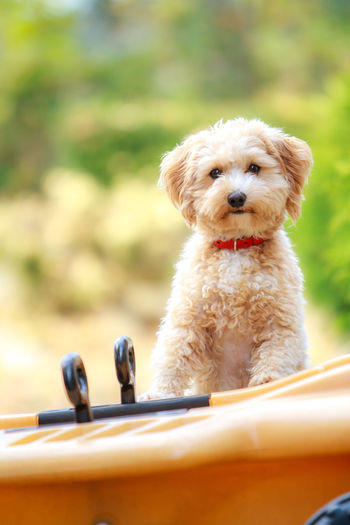 Portrait of dog sitting outdoors
