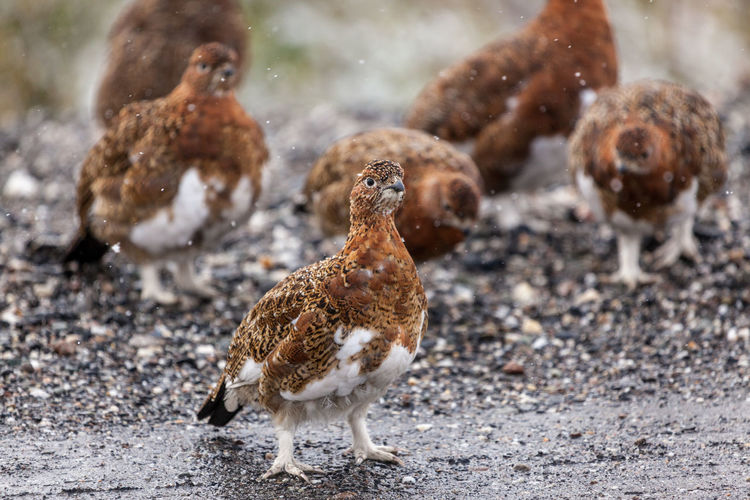 View of birds on land