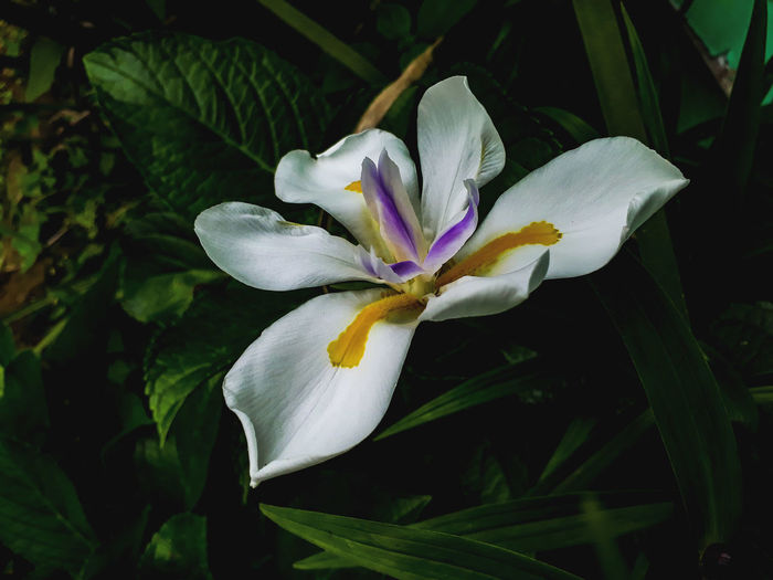 Close-up of white iris flower