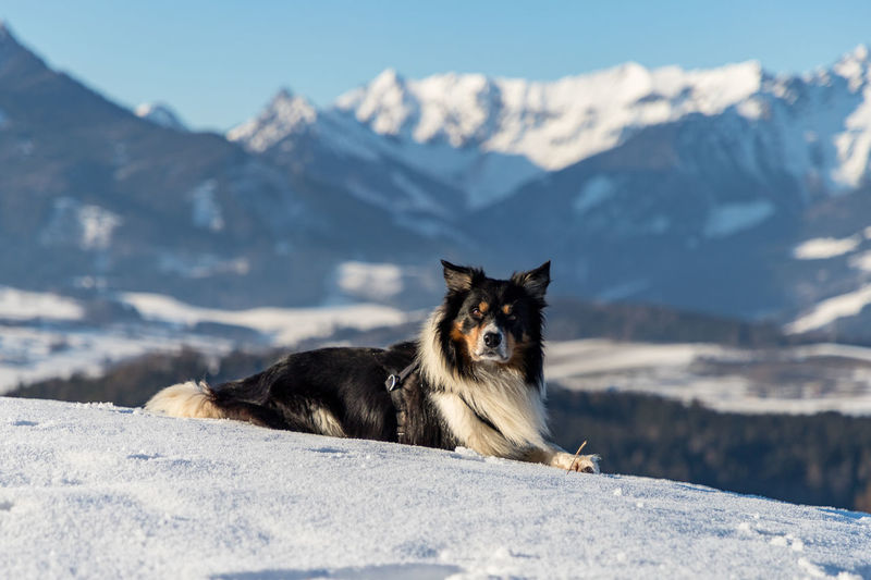 View of a dog on snow covered mountain