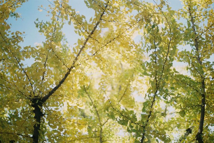 Low angle view of trees against sky