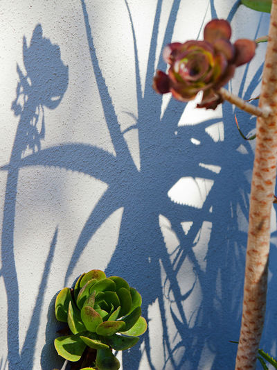 High angle view of rose plant on wall