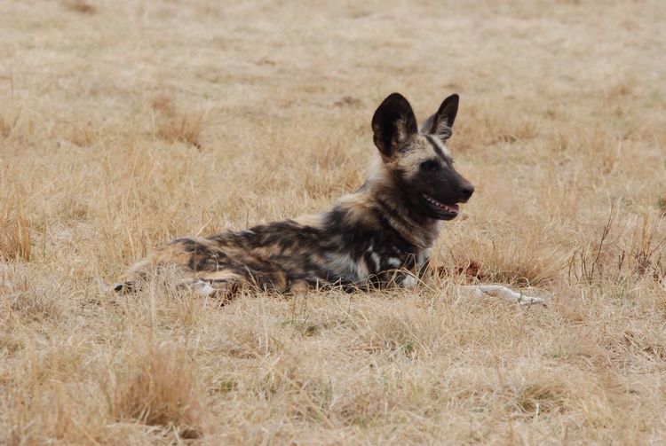 High angle view of hyena on grassy field