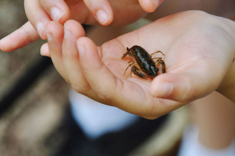 Close-up of hand holding a small crayfish