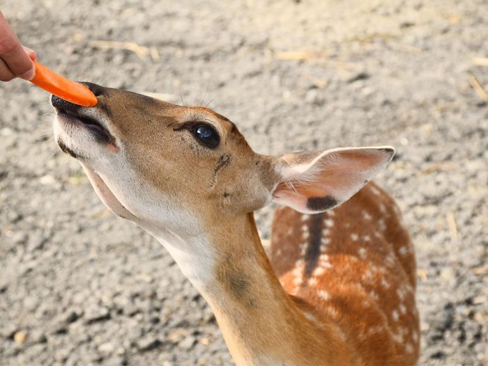 Cropped image of person feeding carrot to axis deer
