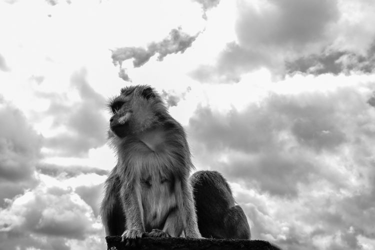 Low angle view of monkey sitting on rock against cloudy sky