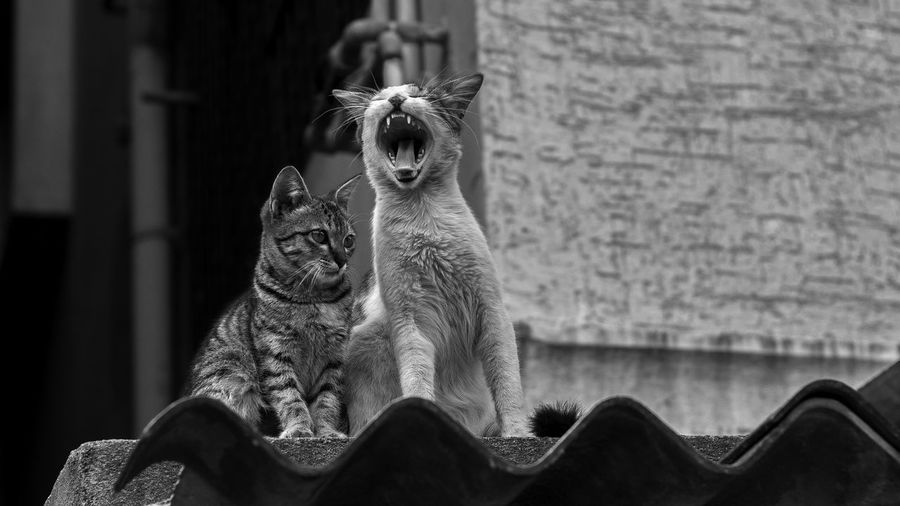 Close-up of cats