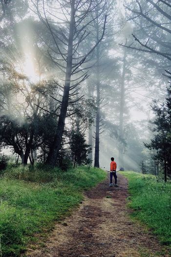 Rear view of man walking on road in forest