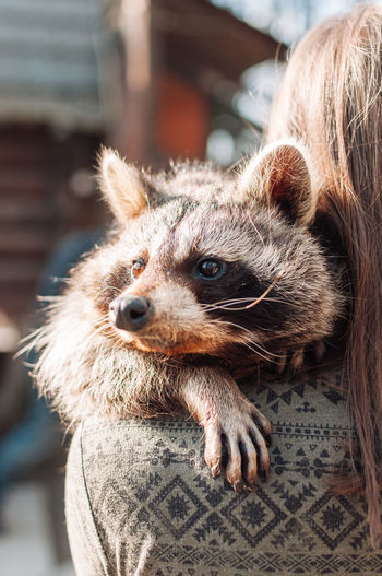 A cute raccoon lies on the girl's shoulder. the animal is relaxed and looks into the distance. 