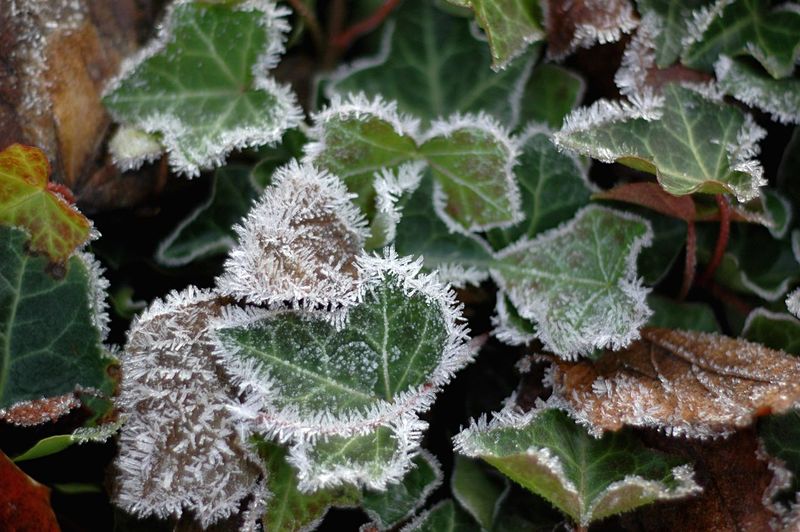 Close-up of frosted plants