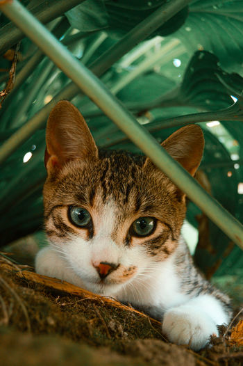 Close-up portrait of a cat sitting near green plants
