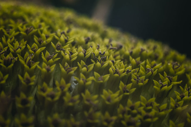 A macro shot core of common sunflower with texture for wallpaper or background.