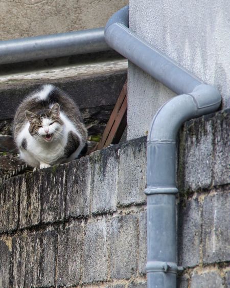 Close-up portrait of cat on brick wall