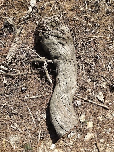 Close-up of tree roots on field