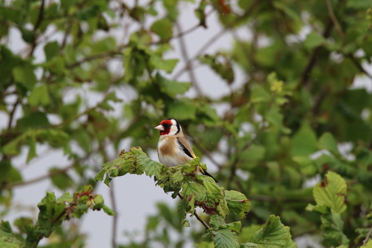 Goldfinch perching on a tree