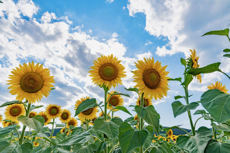 Close-up of yellow flowering plants against sky
