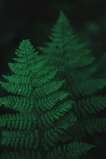 Close-up of fern leaves