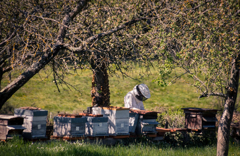 Beekeeper standing by beehives on land against trees