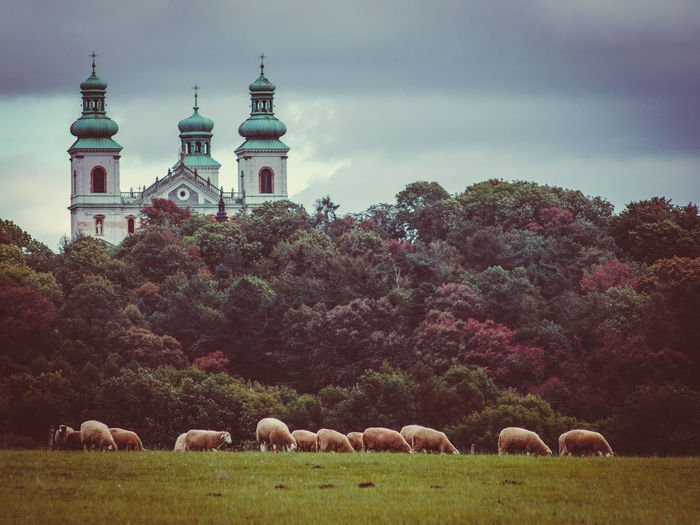Sheep against cloudy sky