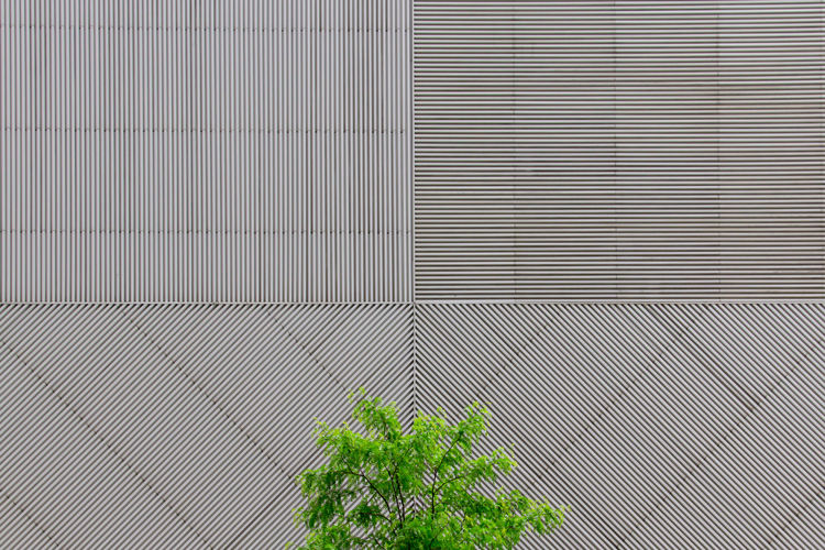 Tree against metallic building