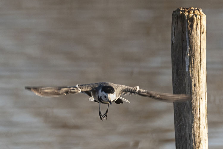 Bird flying over wooden post