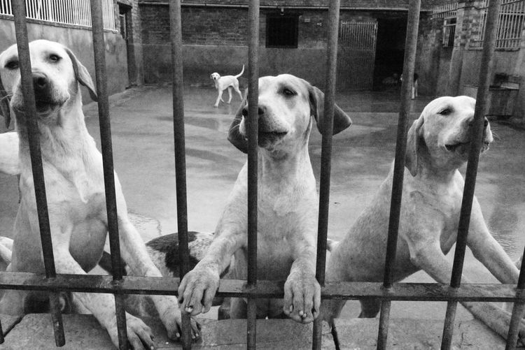 Close-up of dogs in cage 