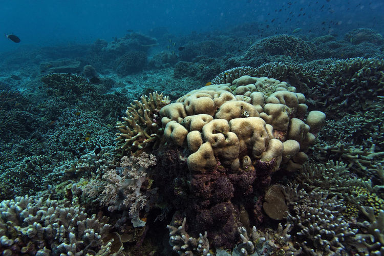 Sipadan coral reef with corals and fish, borneo
