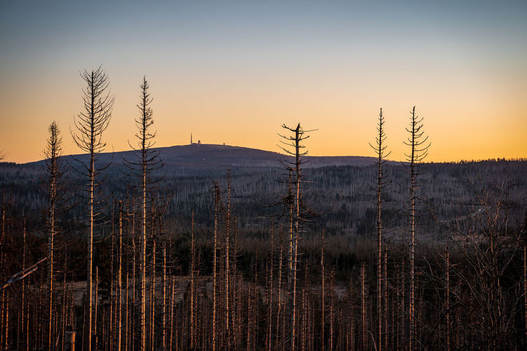 Harz mountains are changing - view to the montain brocken with dead trees in the focus 