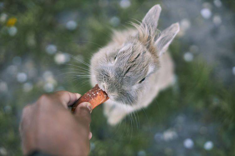 Dwarf rabbit