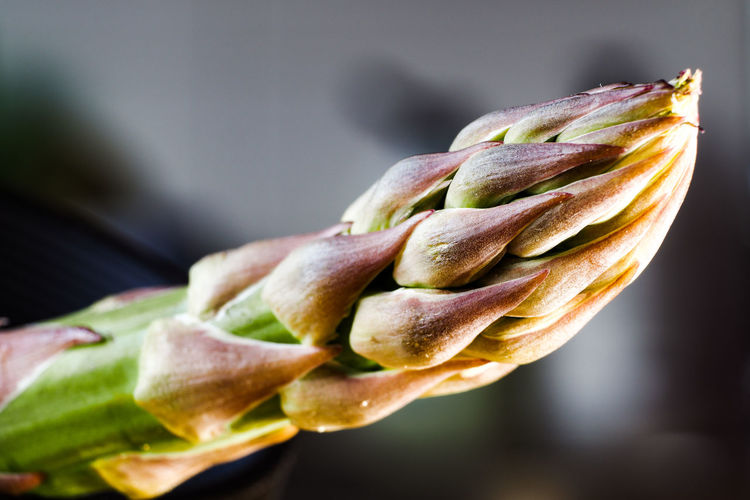 Close-up of fresh asparagus 