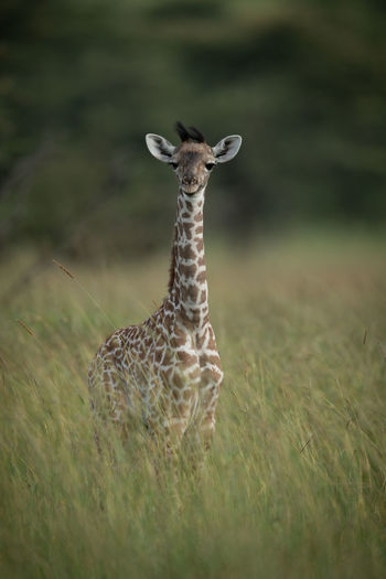 Baby masai giraffe stands in tall grass