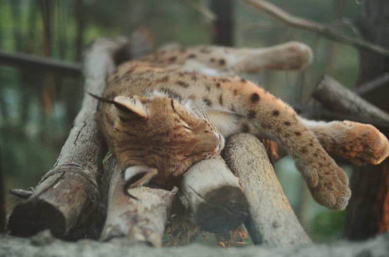 Lynx sleeping on logs