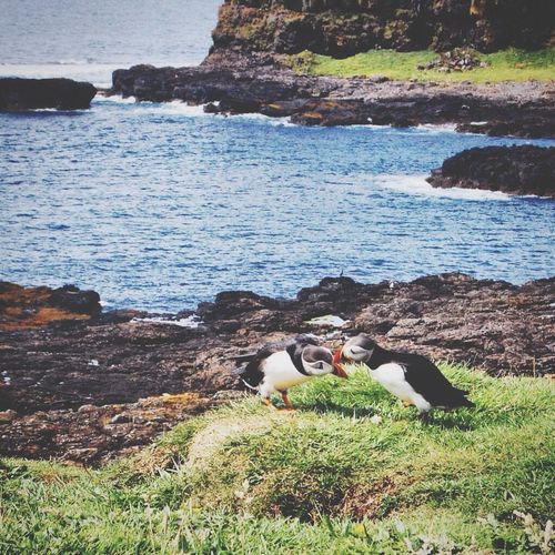 Birds on sea shore
