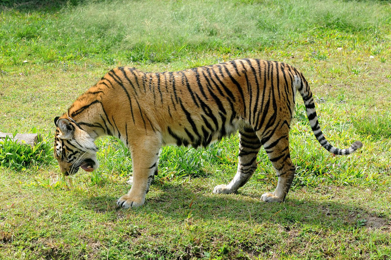 Tiger standing in zoo