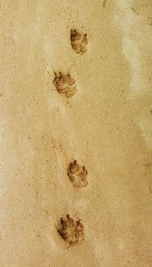 Close-up of footprints on sand at beach