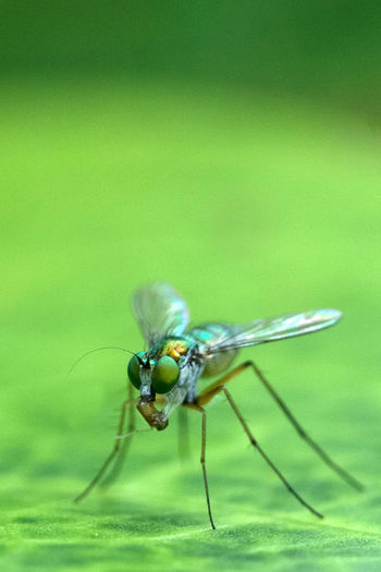 Long-legged fly on the green leaf