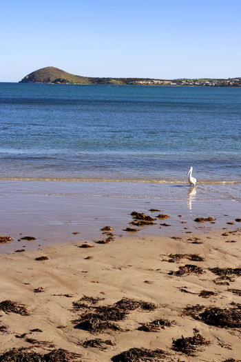 View of seagulls on beach