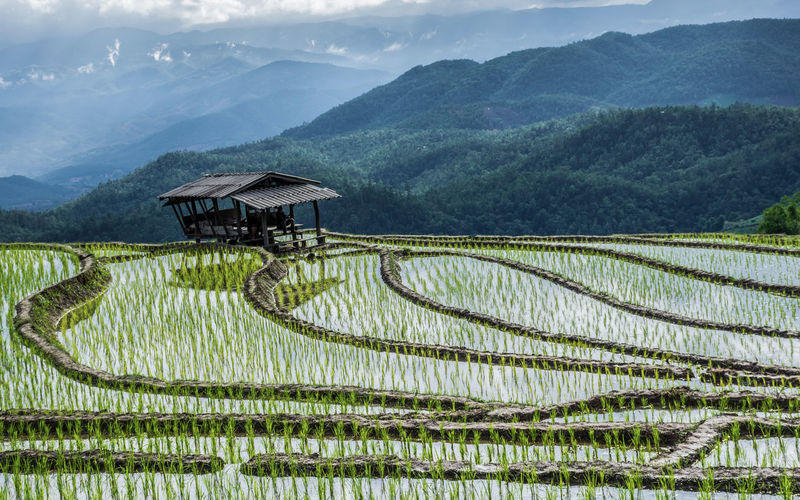 Scenic view of rice field by mountains against sky