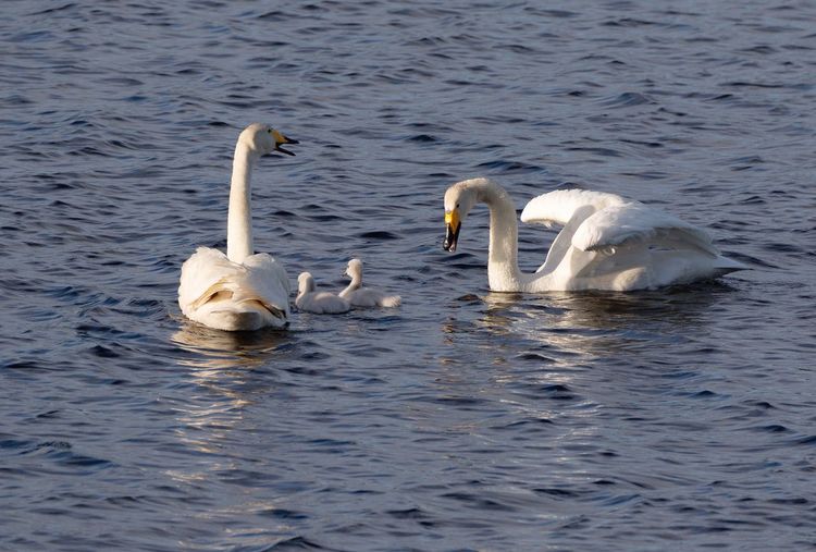 High angle view of tundra swan with cygnets swimming on lake