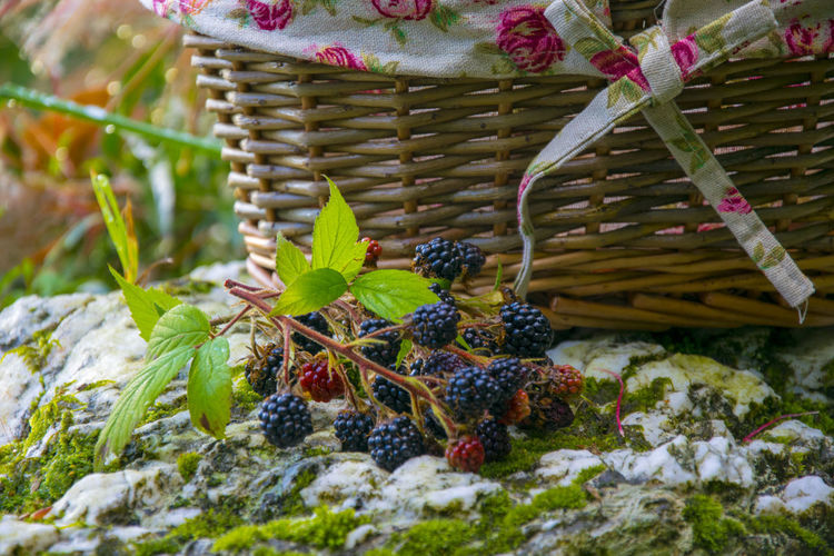 Close-up of berries growing in basket