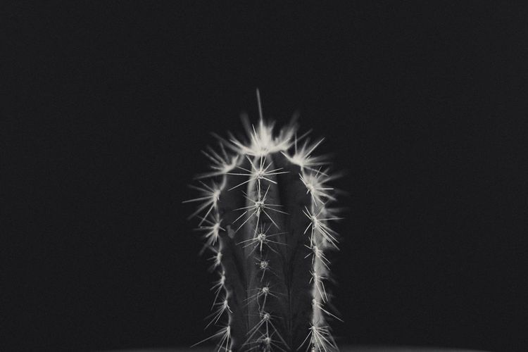 Close-up of cactus plant against black background