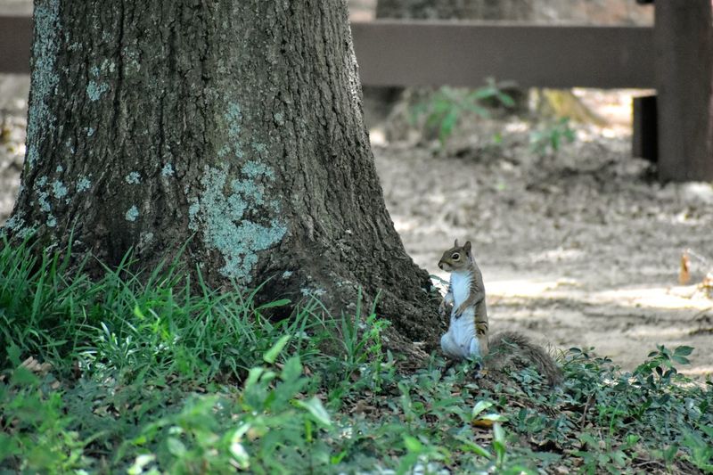 View of squirrel on tree trunk