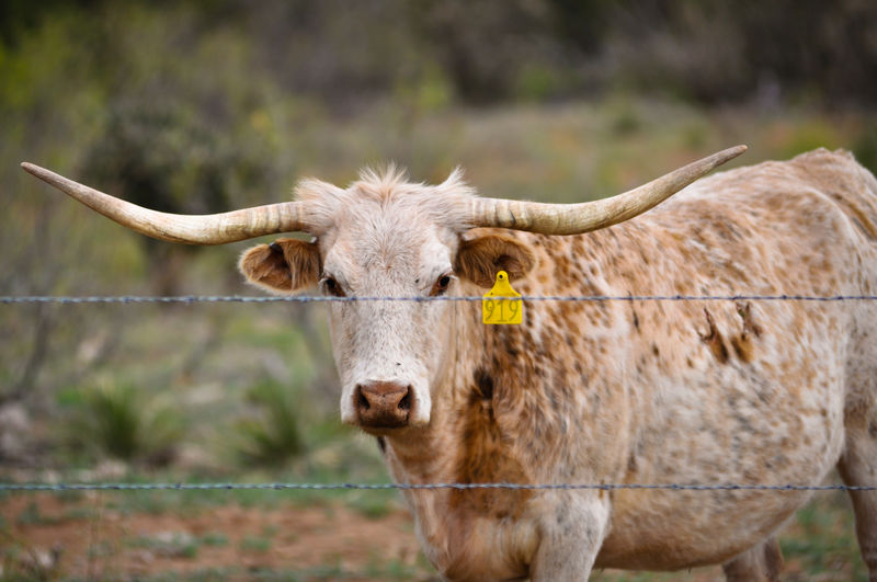 Longhorn cow on a new mexico ranch.