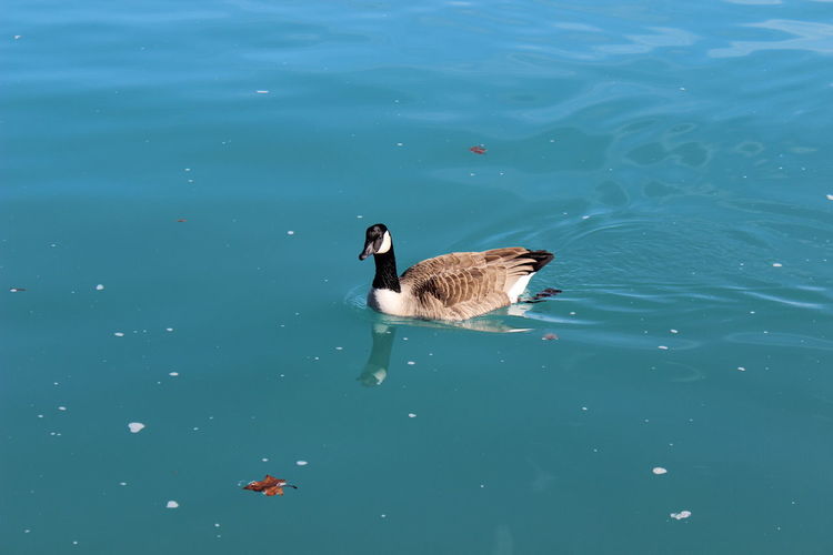 High angle view of canada goose swimming in lake
