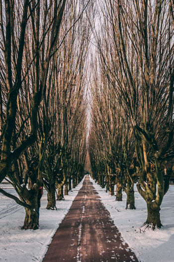 Road amidst bare trees during winter