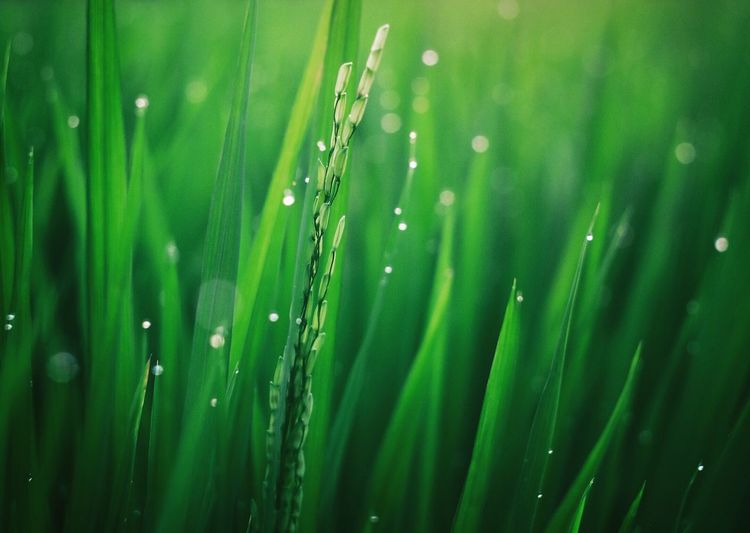 Close-up of water drops on grass
