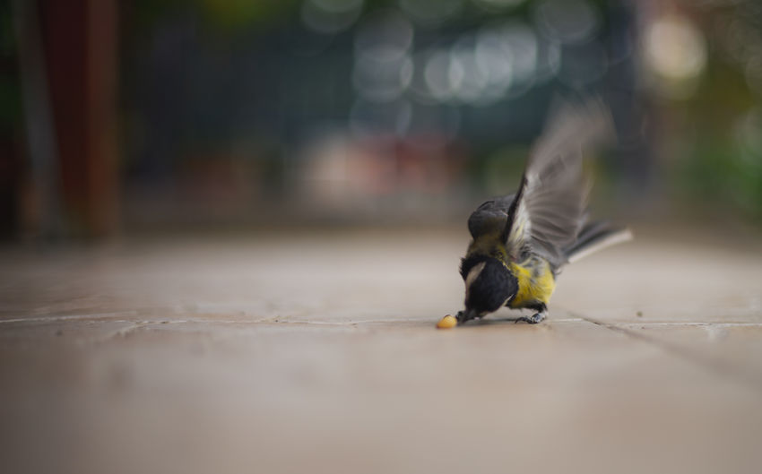 Close-up of bird flying