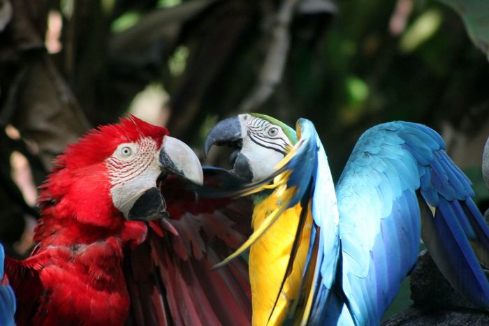 Multi colored parrots against trees in forest
