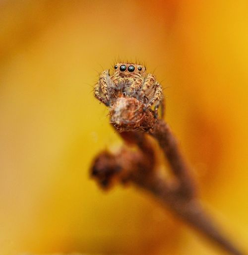 Close-up of jumping spider on twig