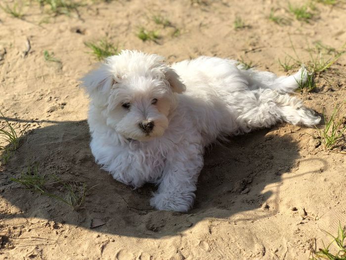 High angle view of dog lying on sand